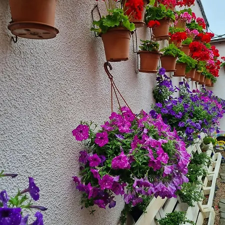 Goscinny Dom Kaola *