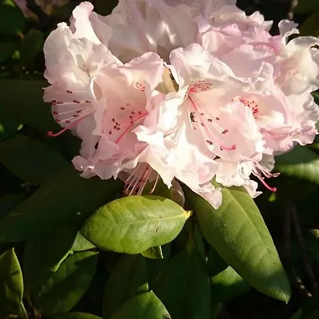 Goscinny Dom Kaola * 레왈