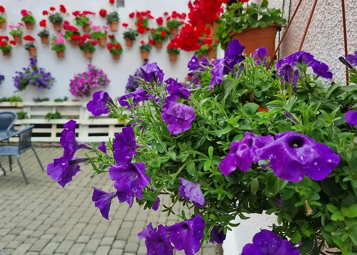 Goscinny Dom Kaola Accommodatie bij particulieren *