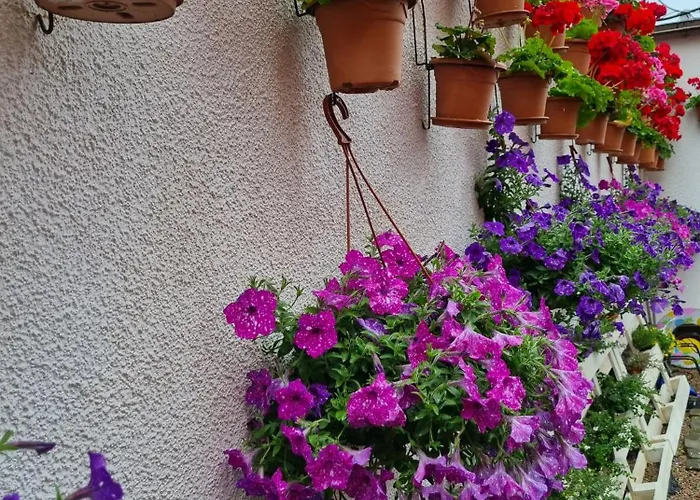 Goscinny Dom Kaola *