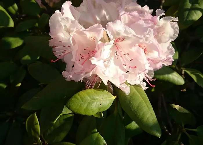 Goscinny Dom Kaola * Rewal